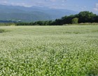 そばの花