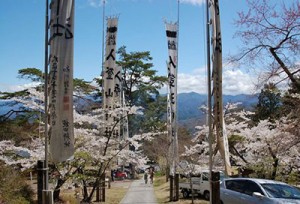 入登山神社桜
