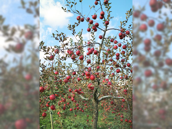 りんご･なし･干し柿 西岡農園